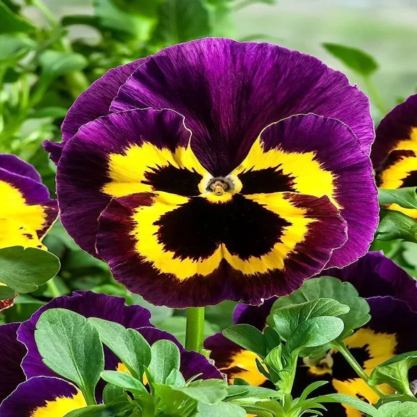 PANSY - Image 5