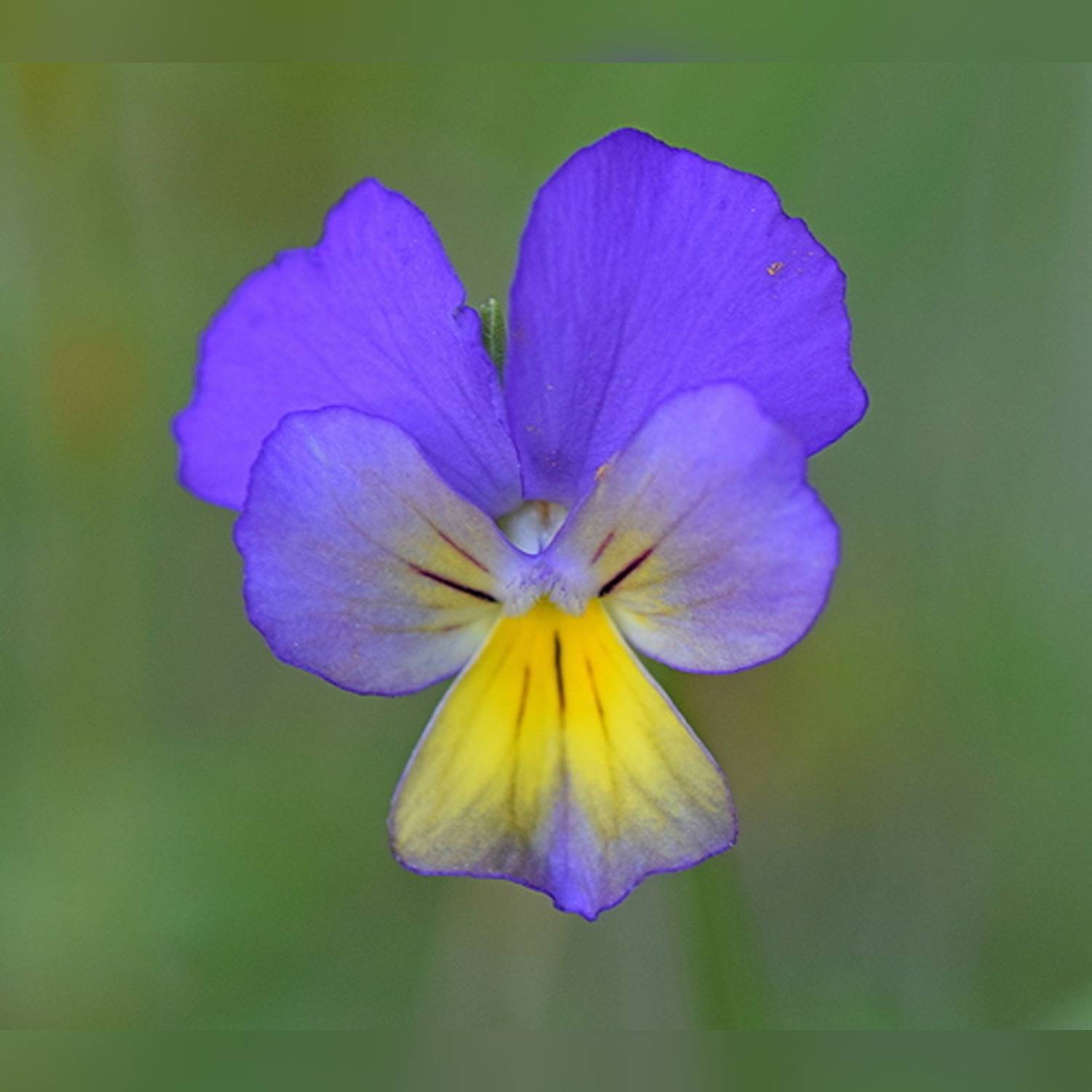 PANSY SPP. - Image 7