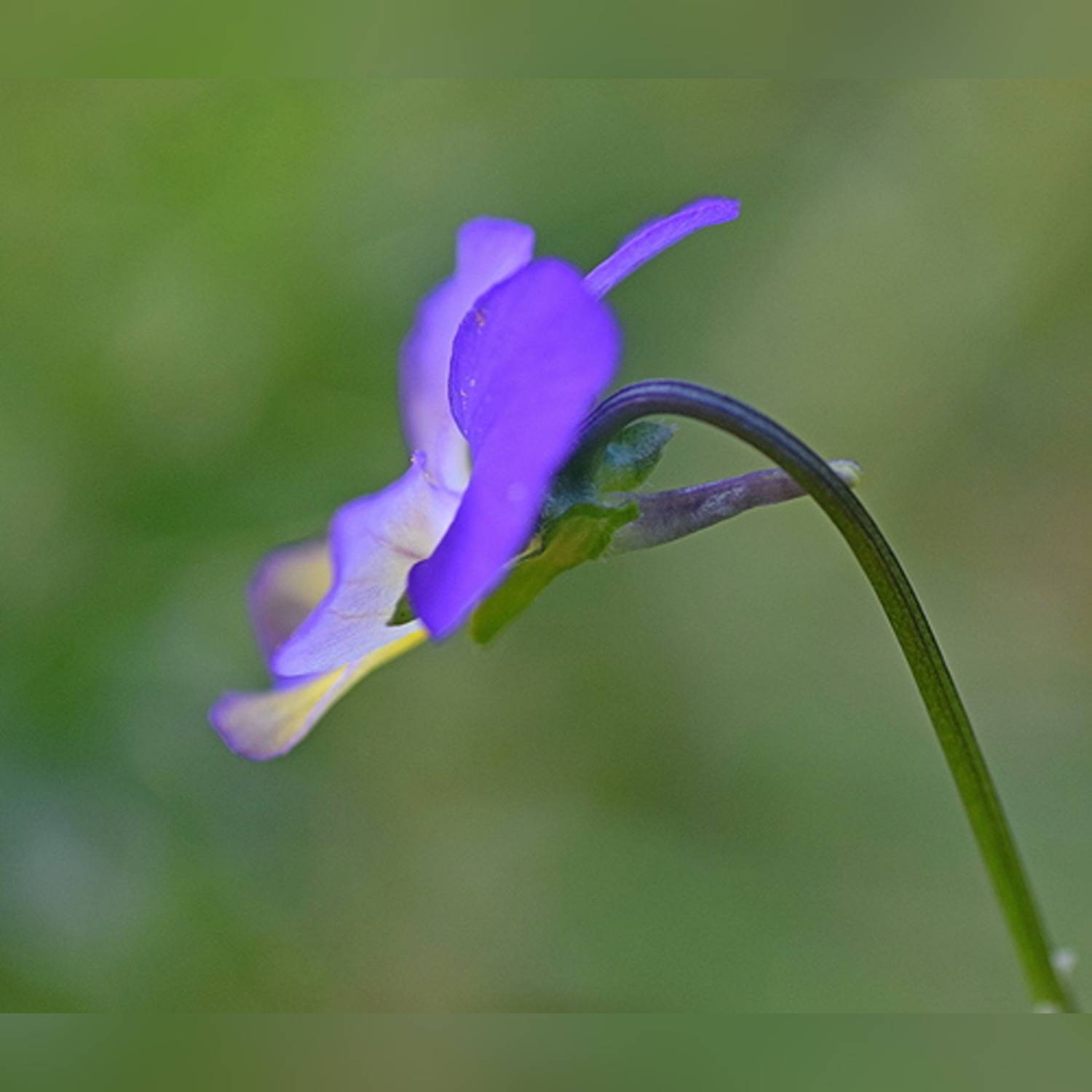 PANSY SPP. - Image 8