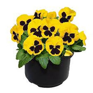 PANSY