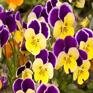 PANSY SPP.
