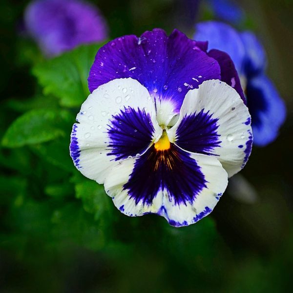PANSY - Image 6