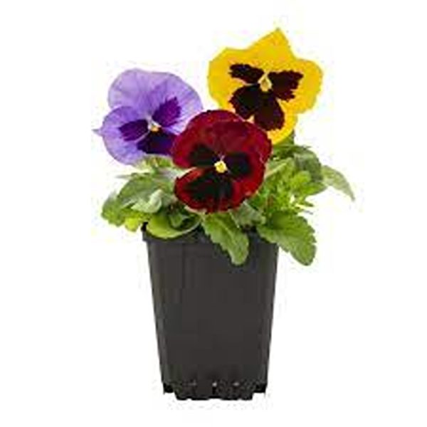 PANSY - Image 3