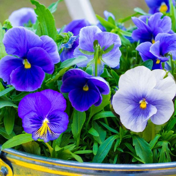 PANSY - Image 4