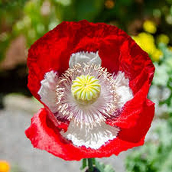 PAPAVER SPP. - Image 2