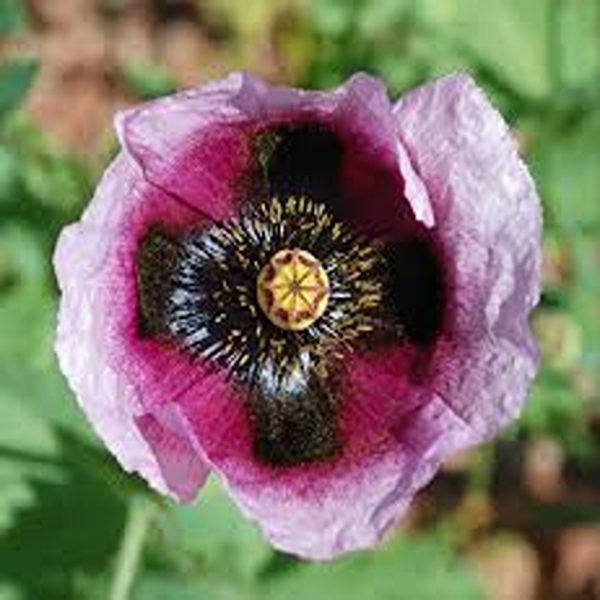 PAPAVER SPP. - Image 3