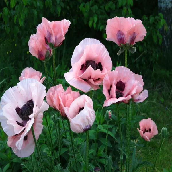 PAPAVER SPP. - Image 4