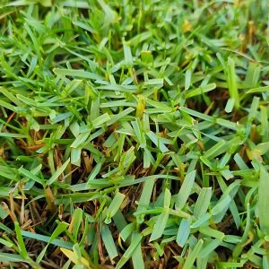 PASPALUM VAGINATUM