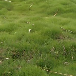 PASPALUM VAGINATUM