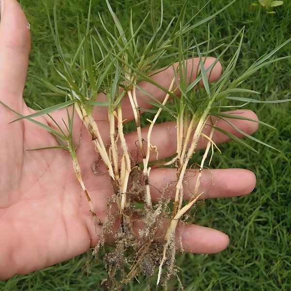 PASPALUM VAGINATUM - Image 3