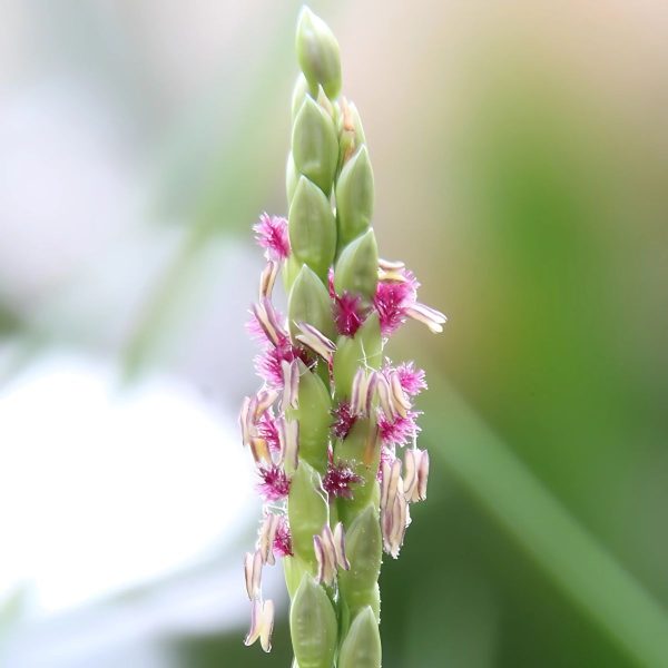 PASPALUM VAGINATUM - Image 4