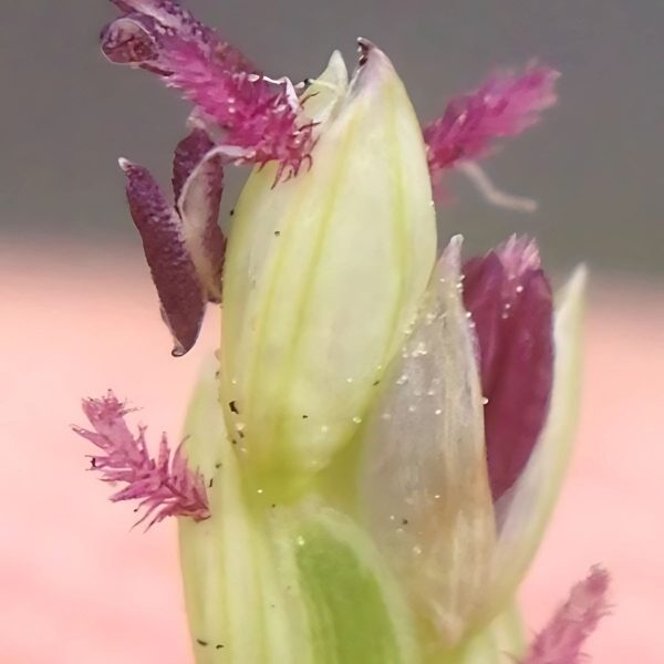 PASPALUM VAGINATUM - Image 5