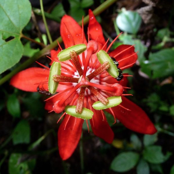 PASSIFLORA COCCINEA