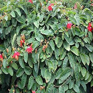PASSIFLORA COCCINEA