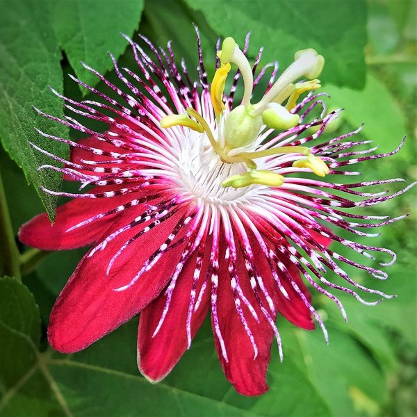 PASSIFLORA COCCINEA - Image 3