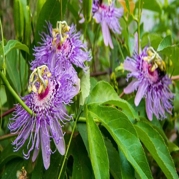 PASSIFLORA INCARNATA - Image 4
