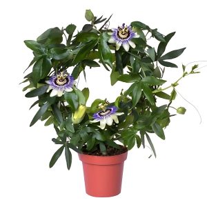 PASSIFLORA INCARNATA
