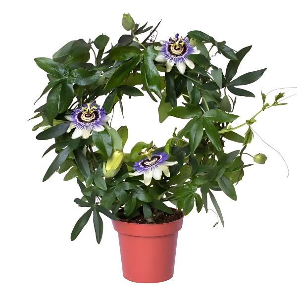 PASSIFLORA INCARNATA