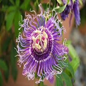PASSIFLORA INCARNATA