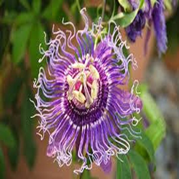 PASSIFLORA INCARNATA - Image 2