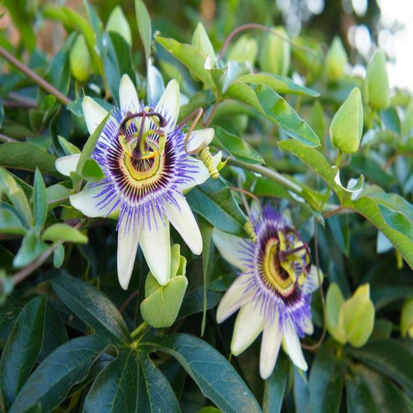 PASSIFLORA INCARNATA - Image 3