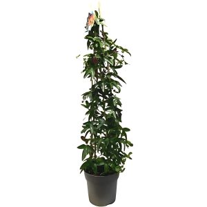 PASSIFLORA QUADR.