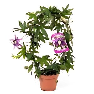 PASSIFLORA VIOLACEA