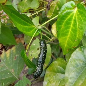 PEEPER LONGUM