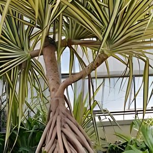 PHP-PANDANUS SANDERI