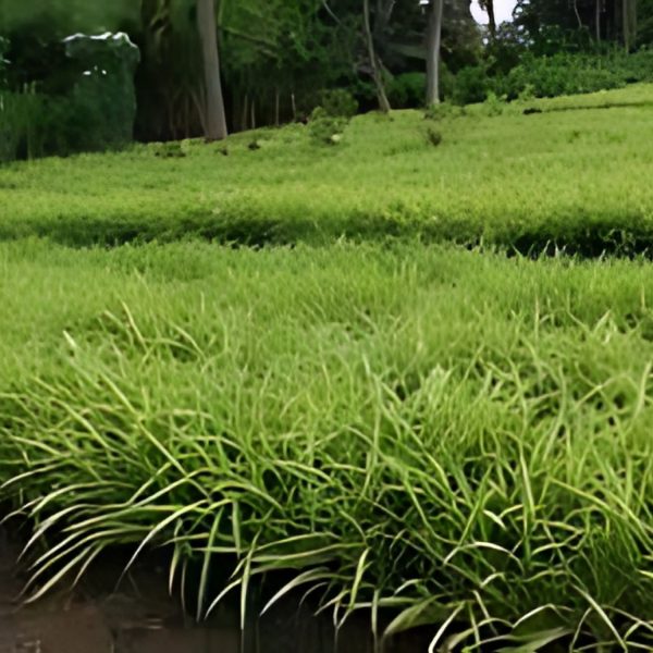 PHP-PANDANUS SANDERI - Image 3
