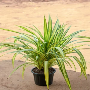 PHP-PANDANUS VEITCHI