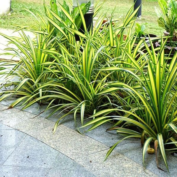 PHP-PANDANUS VEITCHI - Image 3