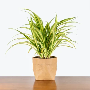 PHP-PANDANUS VEITCHI