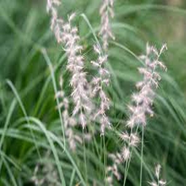 PENNISETUM ORIENTALE - Image 4