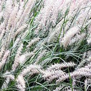 PENNISETUM ORIENTALE