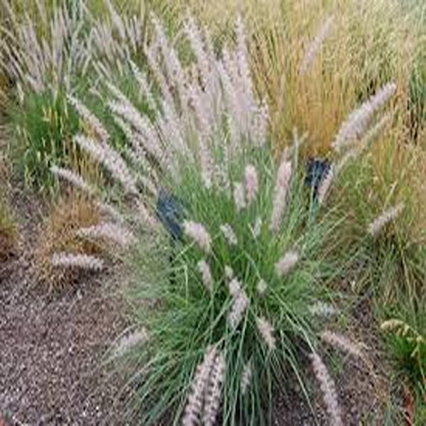 PENNISETUM ORIENTALE - Image 3
