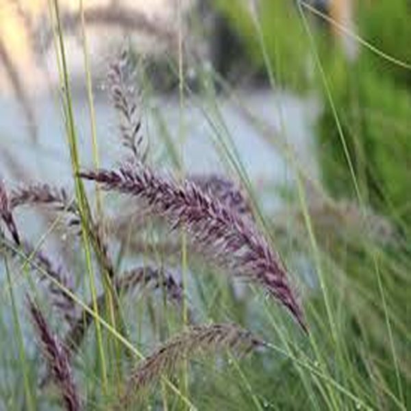 PENNISETUM RUPPELII - Image 3