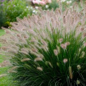 PENNISETUM RUPPELII
