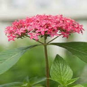 PENTAS KARMESIANA