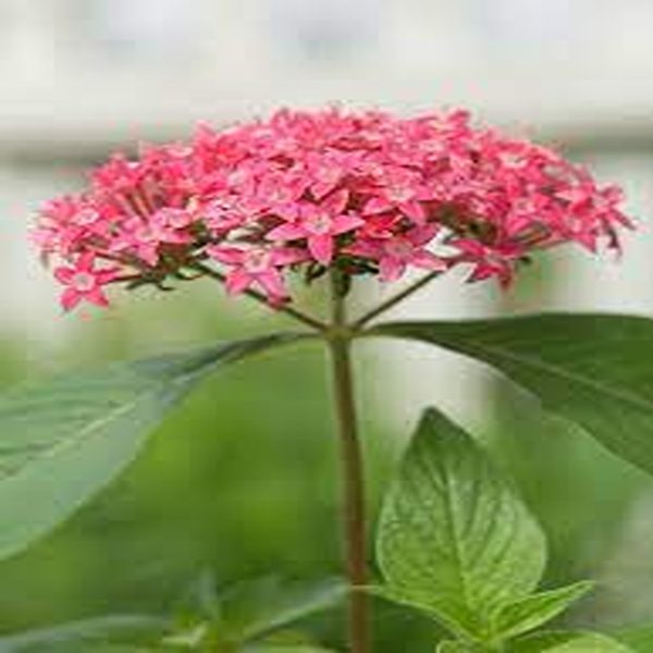 PENTAS KARMESIANA - Image 2