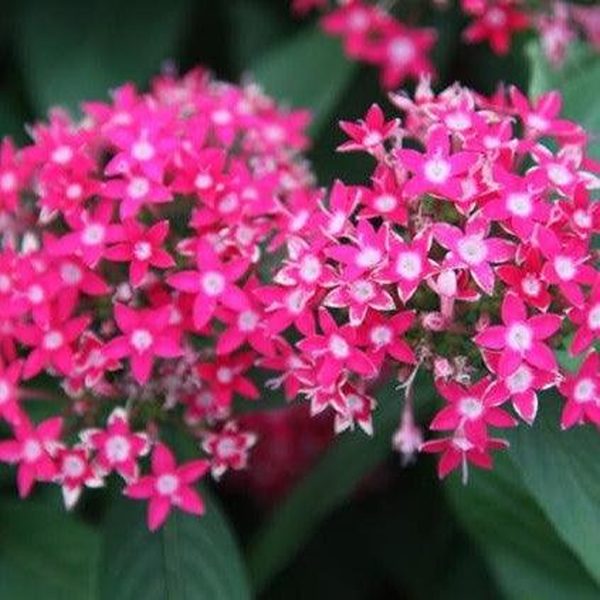 PENTAS KARMESIANA - Image 3
