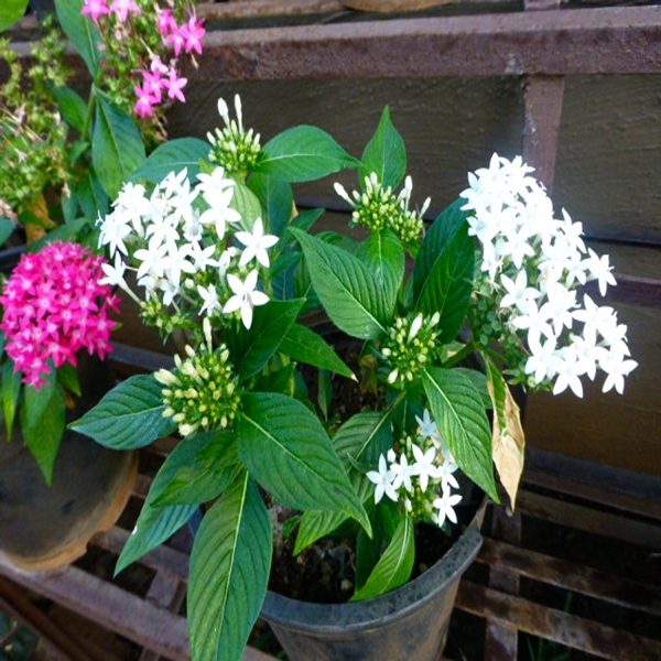 PENTAS LENCEOLATA ALBA - Image 2