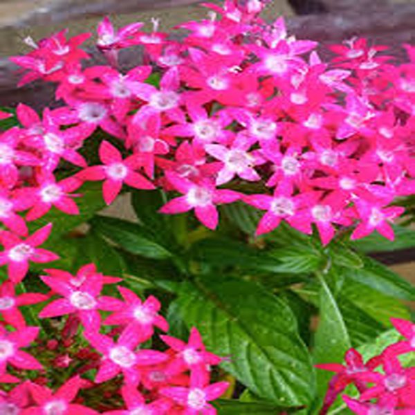 PENTAS LENCEOLATA CARNEA - Image 4