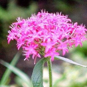 PENTAS LENCEOLATA CARNEA
