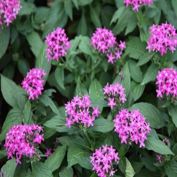 PENTAS LENCEOLATA CARNEA - Image 3
