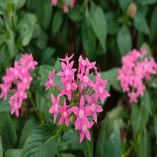 PENTAS LENCEOLATA COCCINEA - Image 4