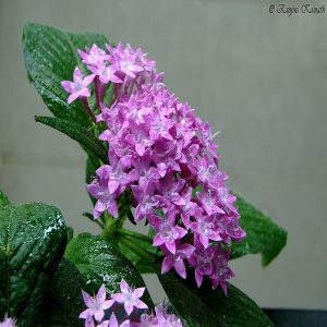 PENTAS LENCEOLATA COCCINEA