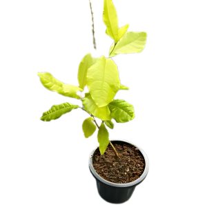 PETREA ARBOREA