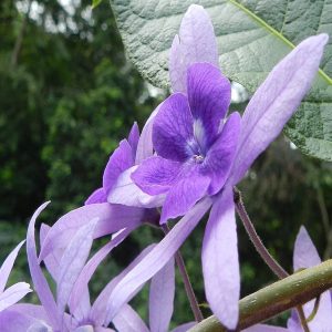 PETREA ARBOREA