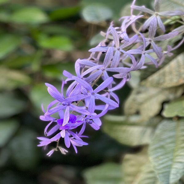 PETREA ARBOREA - Image 3